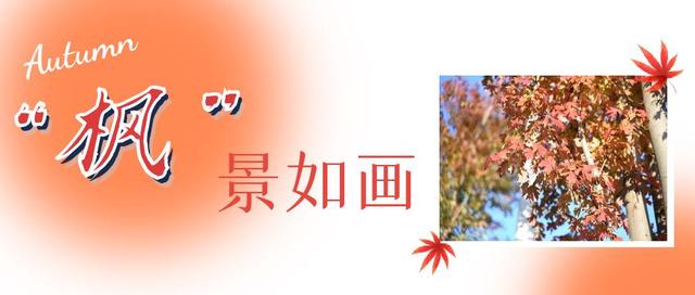 红了~红了，来宿城追“枫”！