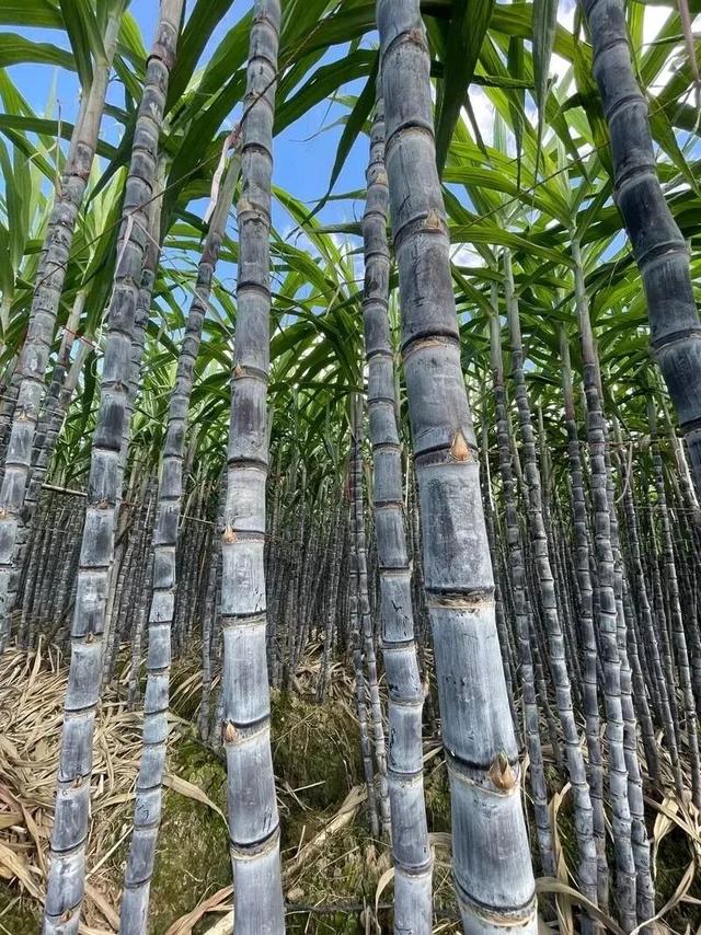 周末别宅家了！乐队驻唱+甘蔗节+夜市 ，这里烟火气拉满～