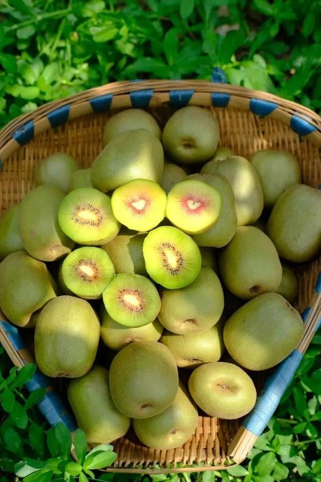 乐游绵阳 清凉一夏 ‖ 期待，甜“猕”来袭！
