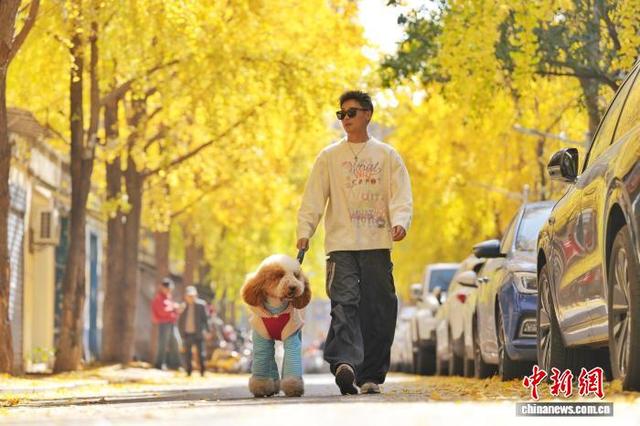 长沙昔日静巷成网红打卡地 金黄银杏扮靓冬日