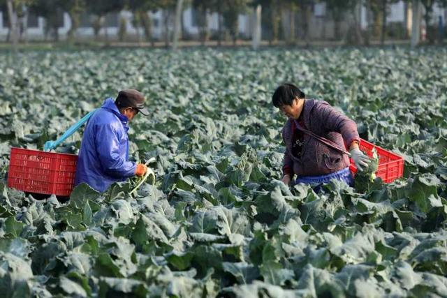 逍遥蒙城，自在生长