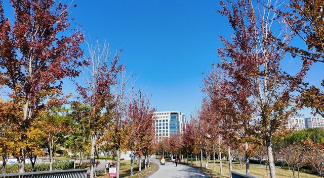 第一波红叶已登场！快来普陀这里感受浪漫→