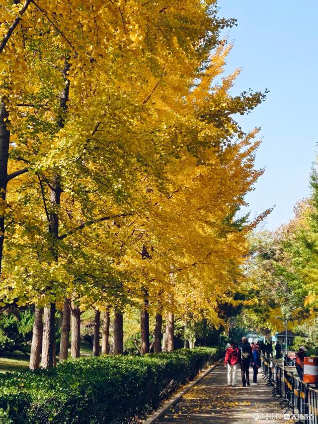 秋高气爽，金色泉城公园