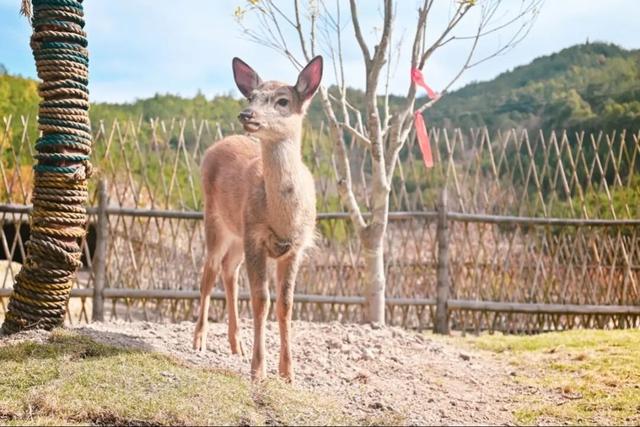 三明文旅福利来啦！《疯狂动物城2》联名公仔免费抽，手慢无！