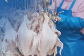 寻鲜 预制菜里的“战斗鸡”图片