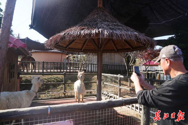 拔萝卜、品美食、打卡艺术民宿…… 武汉车友周末自驾游咸宁