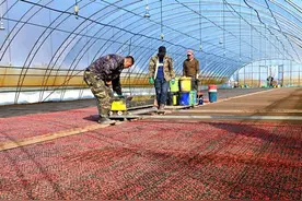 北大荒集团梧桐河农场开展超早育秧水稻苗床播种作业图片