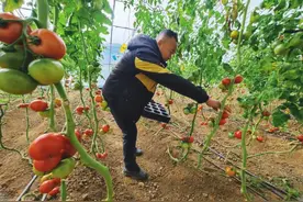 京郊鲜食番茄迎采收旺季  量足质优保供春节市场图片