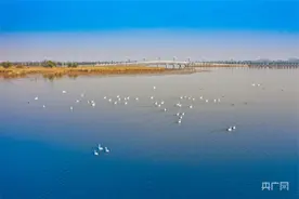 河南周口：众多珍稀候鸟落脚淮阳龙湖图片