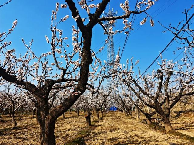 这些地方花开成海！巩义「花花世界」已上线！周末赶紧冲→