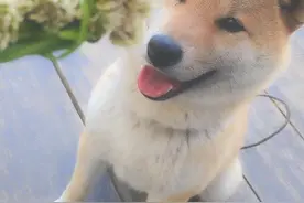 主人送柴犬超可爱花环，却被狗狗一个动作弄得心都碎了图片