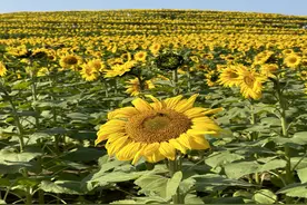 温榆河公园向日葵花海，沉浸式拍照又不伤花，公园有办法！图片