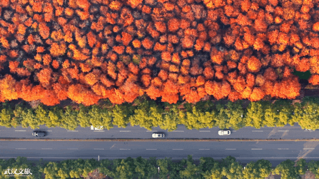 武汉这片杉树林，喀纳斯啊你！