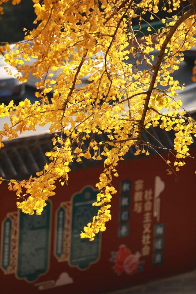 娄底：藏不住的诗意冬景，每帧都美到“心巴”上～