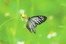 【自然万物】会飞的花朵——蝴蝶图片