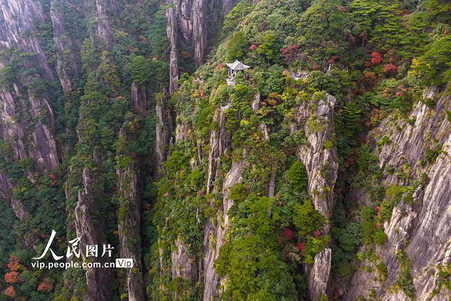 安徽黄山：峰林尽染秋意浓