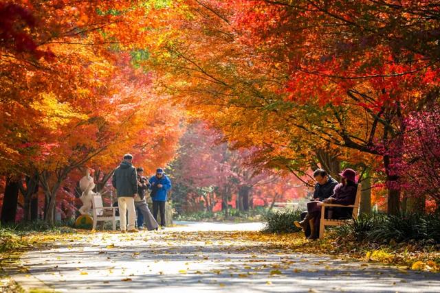 限时半价！上海这个公园12000株枫树正值最佳观赏期→