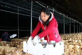 早春蔬菜喜丰收，运河区智慧种植赋能乡村振兴图片