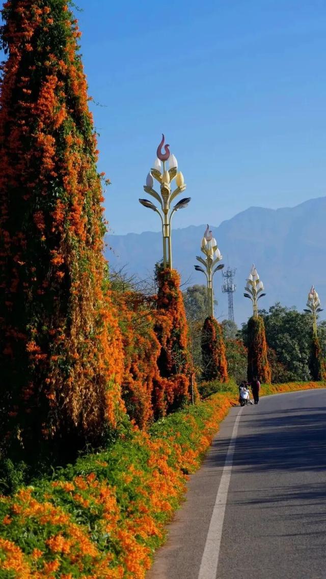 楚雄花开成海！你期盼的春天提前来了