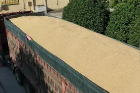 粮食如何常储常新？探秘江陵储备粮轮换工作图片