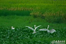 白溪镇新源村：创新土地流转模式让乡村振兴“如虎添翼”图片