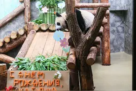首只在俄罗斯出生的大熊猫“喀秋莎”迎来周岁生日图片