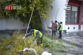沙湖公园开展竹林修整行动，为竹林“瘦身”促健康图片