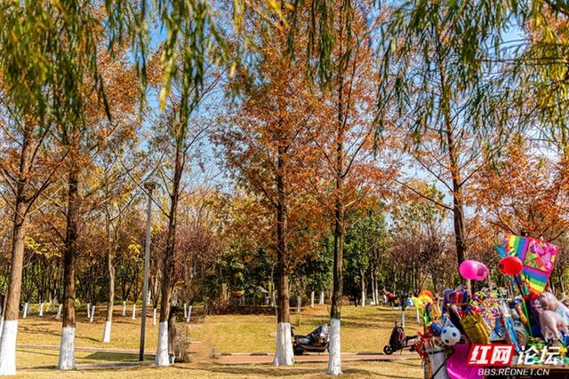 穿过林影与水光，走进长沙圭塘河的暖冬图景