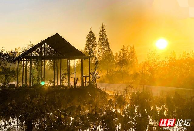 安乡深柳晨行记：踏在颜料上的初冬