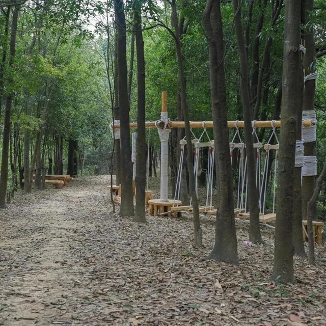龙华宝藏亲子徒步路线，一篇汇总→