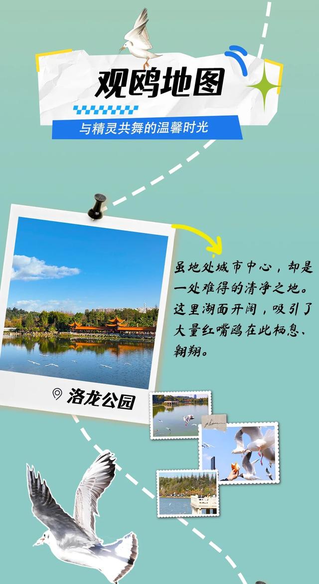 水杉染金、红嘴鸥翩跹，这份呈贡绝美打卡地图请收好