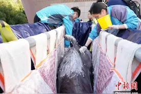 顶配搬家 两头领航鲸和40只南极企鹅安家浙江舟山图片