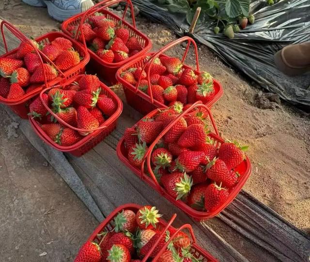 冬日甜蜜预警！永宁草莓采摘季来啦~