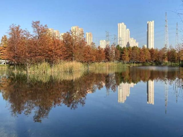 三林水森林未开先火，网络疯转“潜入攻略”！记者探访：确有不少游客；建设方：今年内完工，请静待开放