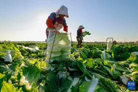 立冬近 农事忙图片