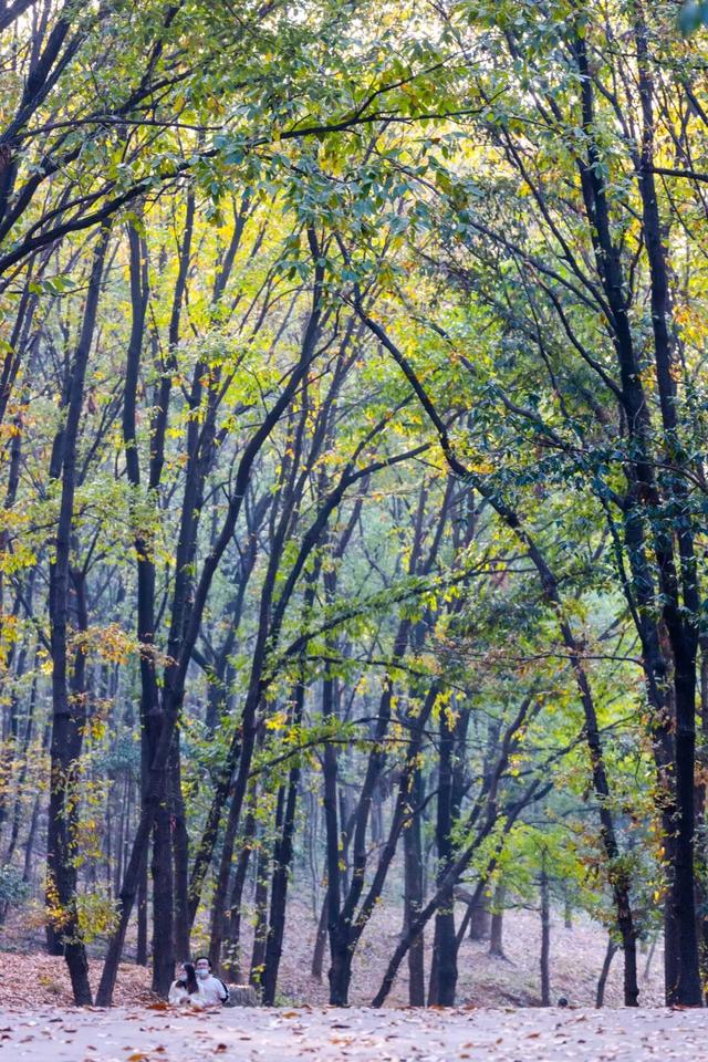九峰山“画猪”、二妃山赏景，8条光谷跑友私藏路线等你来体验→