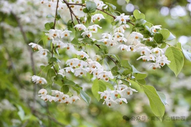 南京中山植物园荣获2024年“科普之最”年度最佳科普事件奖
