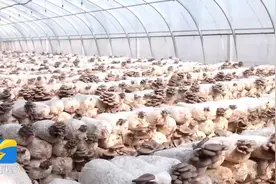 滕州12万斤平菇喜获丰收图片