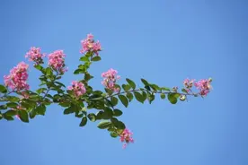 满眼都是TA！浦东的紫薇花开啦图片