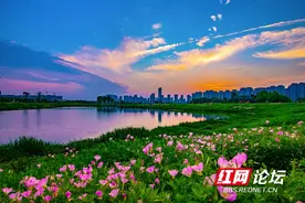 花期到了！与晚霞一起，在洋湖湿地公园遇见美丽月见草图片