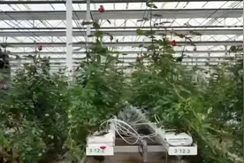 “美丽产业”→“幸福产业” “花样”经济别样绽放图片