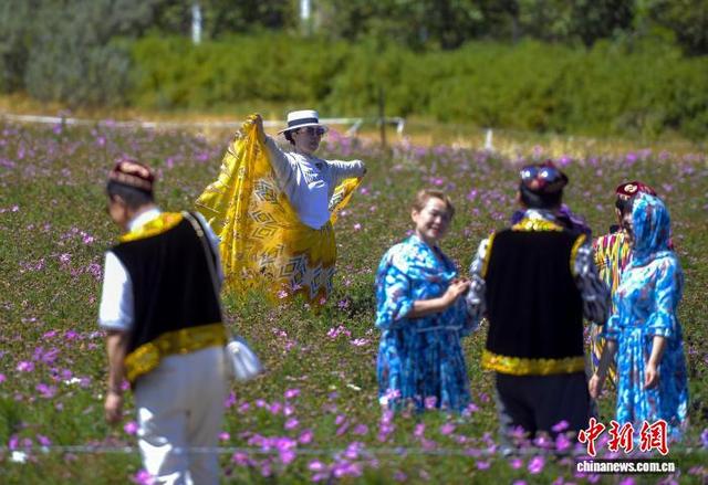乌鲁木齐：天山脚下格桑花盛开引游客打卡