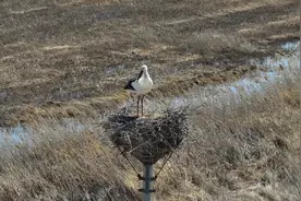 高压线不安全 电力工人给东方白鹳盖了新“家”图片
