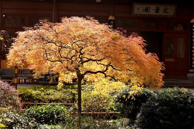 晚潮｜一叶知秋