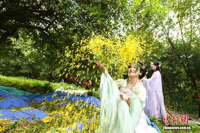 湖北咸宁：满城尽是桂花香