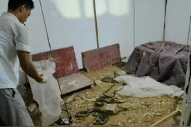 捕蛇、买卖、食用都算违法！警方提醒→图片