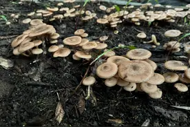 “小鸡炖蘑菇”，安排！四川首次实现人工驯化蜜环菌规模出菇图片