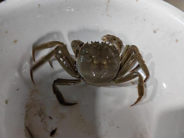 从“幕后”到“台前”：微山湖大闸蟹在拼多多打响“北蟹”名号