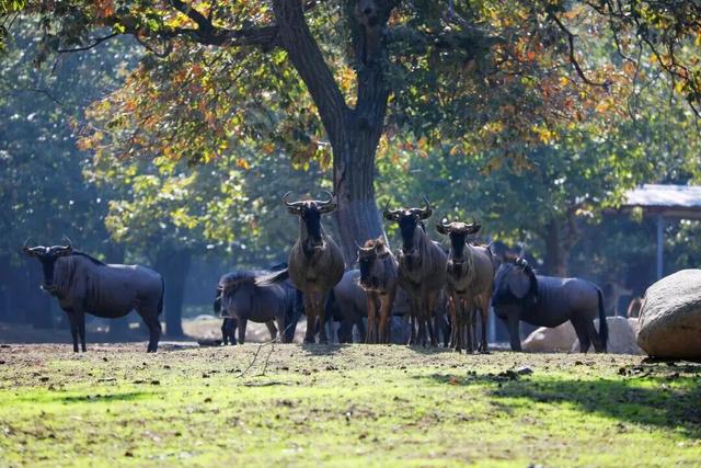冉冉秋光色，今日又重阳！快用一场登高赏景晒一晒潮湿的心情~