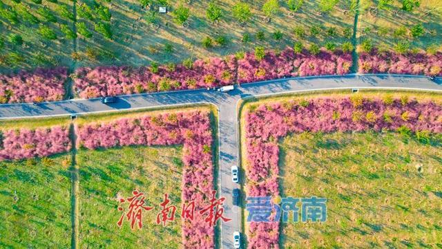 一年四季 泉在济南丨粉浪漫河岸 打卡黄河北